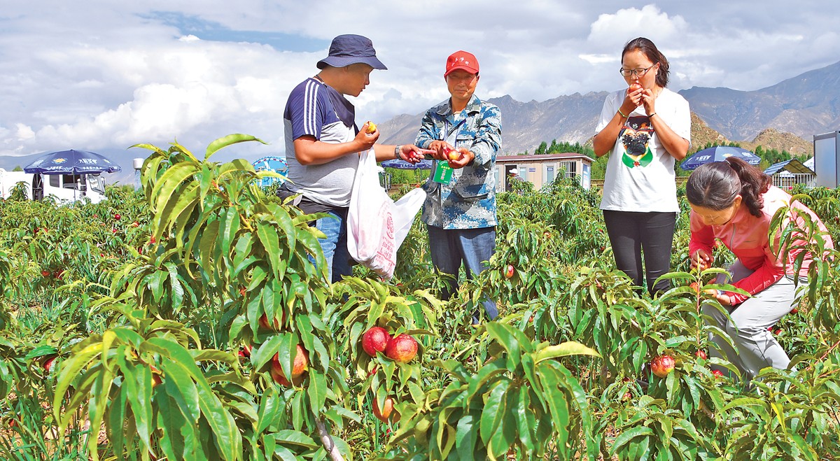 图为市民在城关区支沟桃园里采摘油桃.