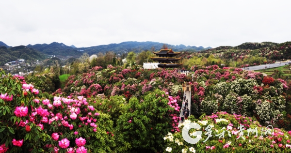 毕节百里杜鹃景区今日恢复开放!