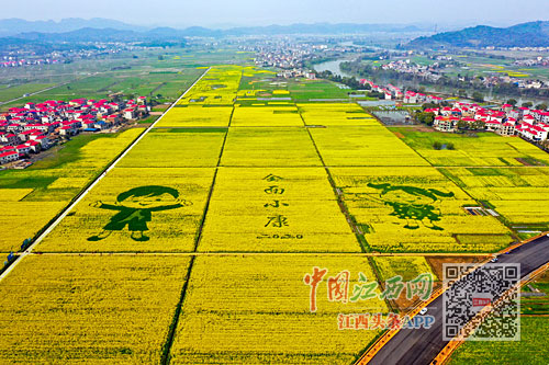 迎春之花绽放赣鄱大地(图)