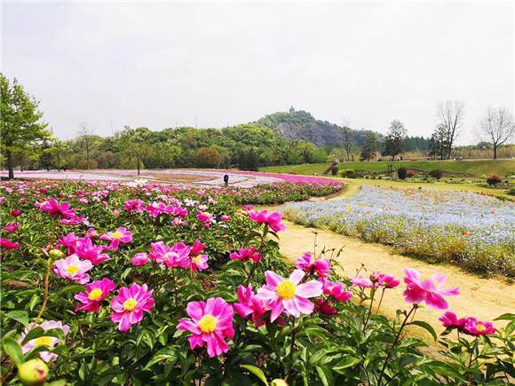 辰山植物园200种芍药花海争奇斗艳