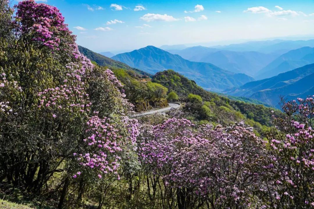 花正艳,快来轿子山这条最美花路拍大片!