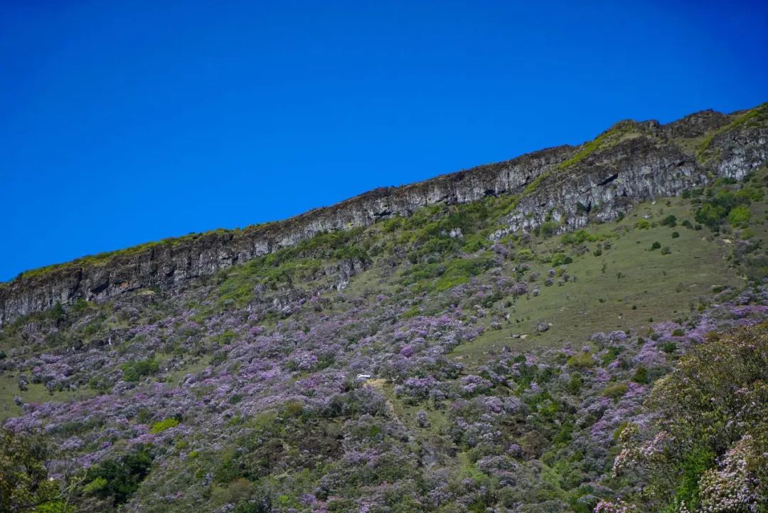 花正艳,快来轿子山这条最美花路拍大片!