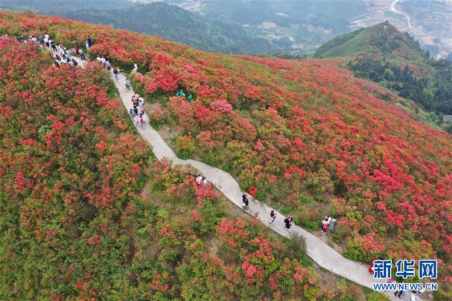 贵州丹寨:杜鹃花开漫山红