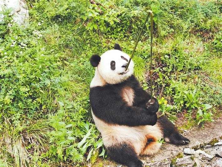 陕西佛坪县:大熊猫新"ip"的诞生