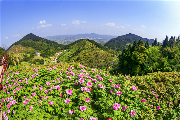 垫江华夏牡丹园:觅春光 花开满园_文旅头条