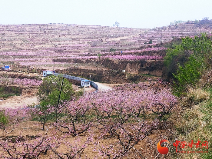 天水秦安桃花会开园:望山一片红 顺风香十里