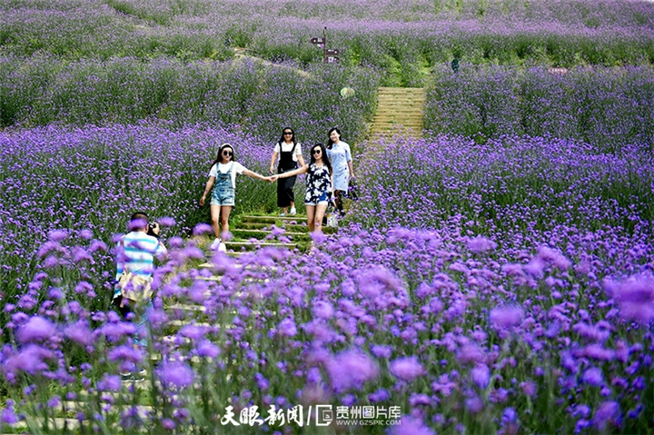 游客在桐梓县娄山关万亩花海赏花,散步,拍照,聊天,享受花海中.