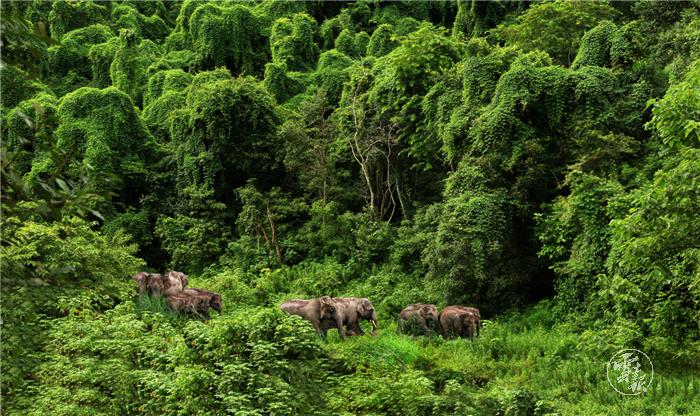 所有生态系统类型    是中国的生物多样性宝库    也是全球生物