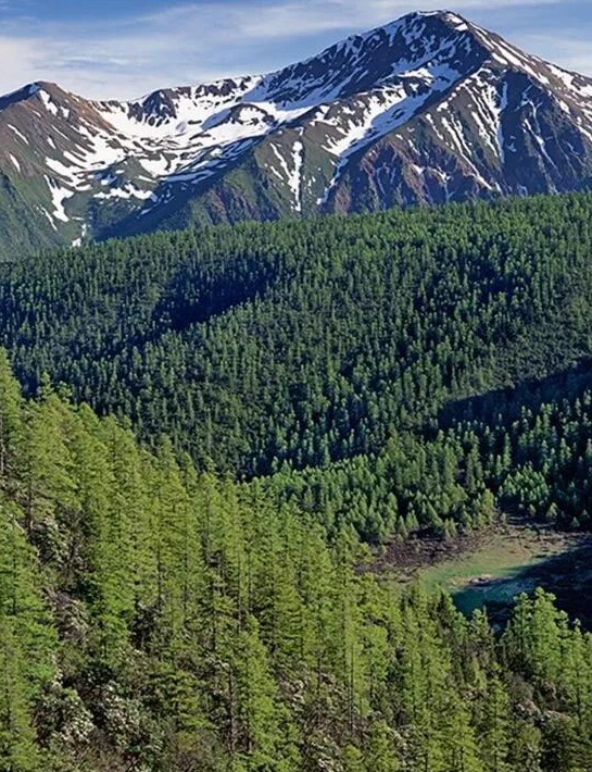 (白茫雪山腹地高山针叶林)