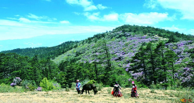 网站首页 文旅头条大姚百草岭:10月2日至10月4日,在大姚县桂花镇举办"