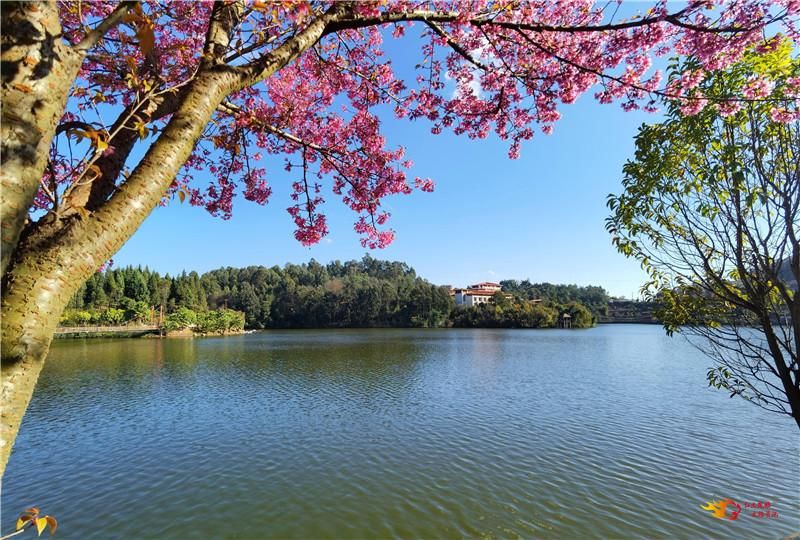 网站首页 文旅头条查姆湖景区位于双柏县城,由查姆湖公园,沿湖岸线